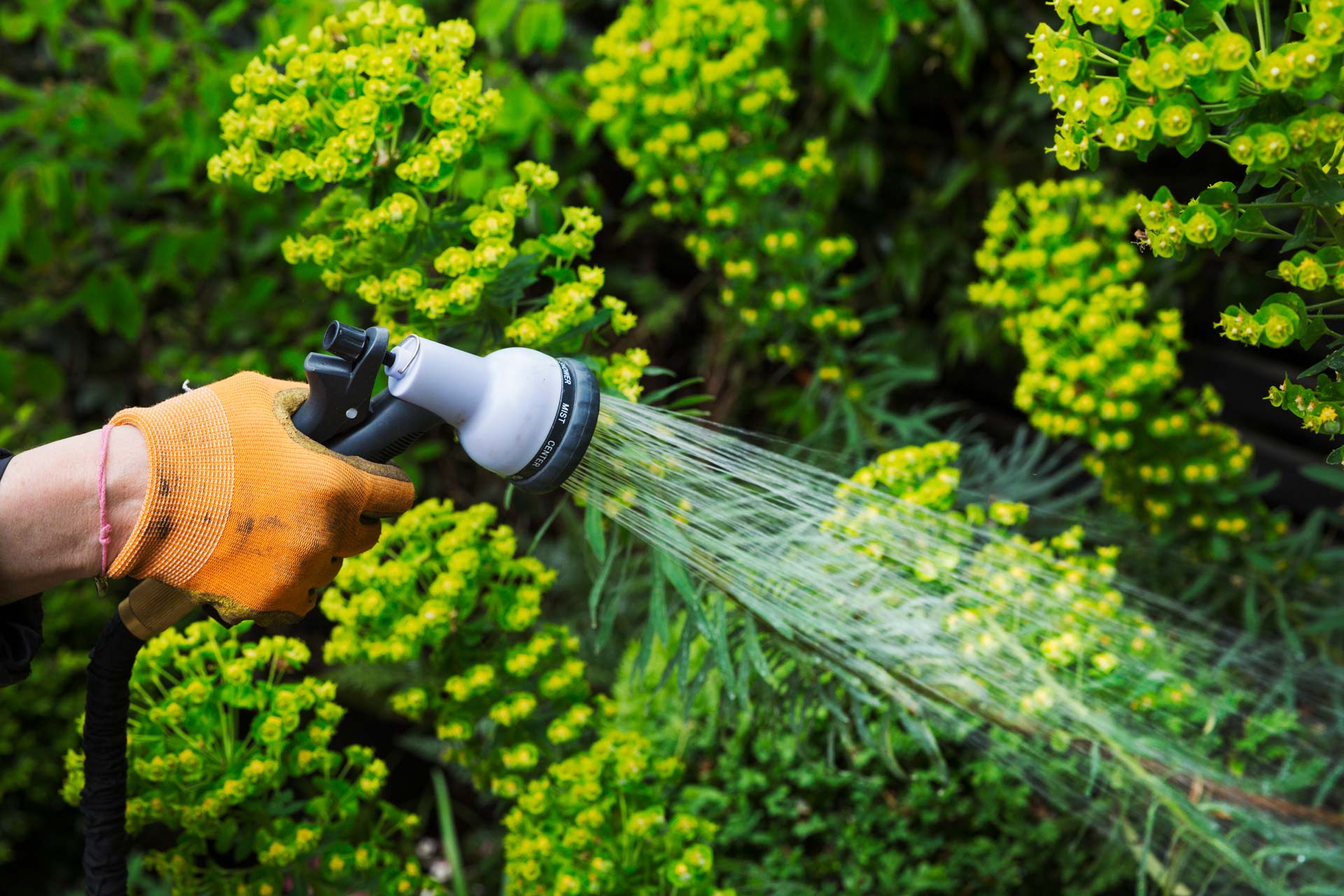 a-gardener-watering-plants-in-a-flowerbed-2RT8DWL.jpg a-gardener-watering-plants-in-a-flowerbed-2RT8DWL.jpg