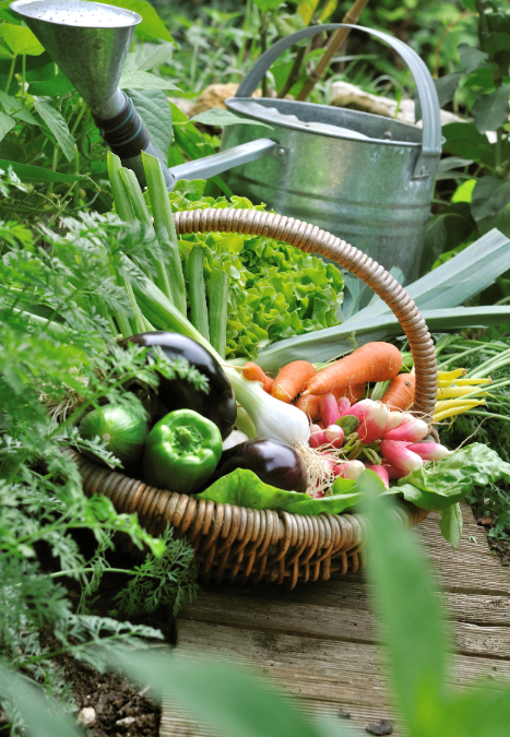 groentetuin-oosteinde-online-2-467×675-66791fb0996b4 groentetuin-oosteinde-online-2-467x675-66791fb0996b4