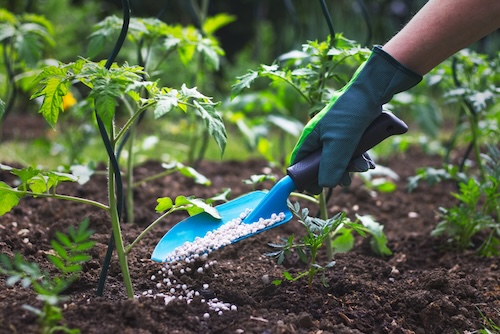 Farmer giving granulated fertilizer to young tomato plants Hand in glove holding shovel and fertilize seedling in organic garden.